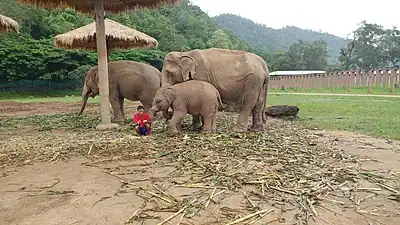 Mahout mit Elefantenfamilie im Park