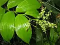 Verzweigter Blütenstand von Maianthemum yesoense