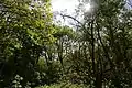 Mehr als 2500 Bäume bilden einen kleinen Urwald in der Zitadelle, mitten in der Stadt Mainz.