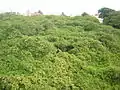 Panoramasicht der 8500-m²-Baumkrone