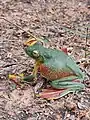 Ausgewachsener Frosch