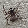 Nähere Ansicht einer männlichen Hauskräuselspinne mit erkennbaren Bulbi