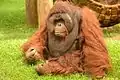 Orang-Utan, Männchen
