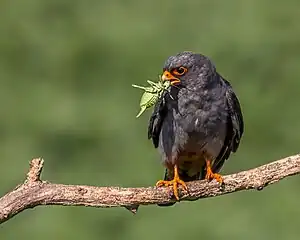 Rotfußfalke