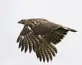 Fliegender Vogel im Jugendkleid, Oberseite