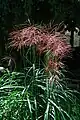 Miscanthus sinensis 'Malepartus', beginnende Blüte