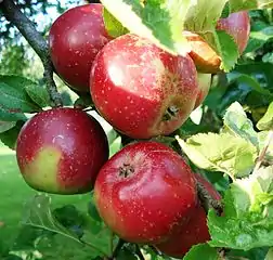 Roter Pariner