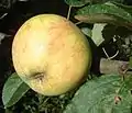 (Schwach gefärbter) Apfel der Sorte Ruhm aus Kirchwerder am Zweig