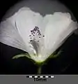 Geöffnete Blüte mit Staubfadenröhre