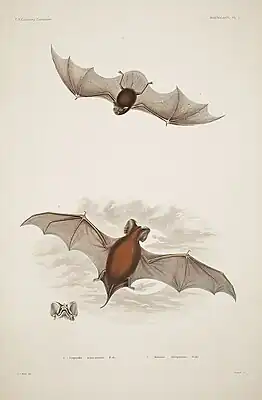 Fliegendes Exemplar