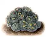 Mammillaria bocasana