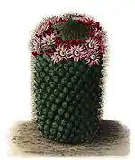 Mammillaria coronaria