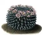 Mammillaria heyderi subsp. hemisphaerica