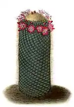 Mammillaria spinosissima