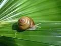Mandarina suenoae auf Ani-jima