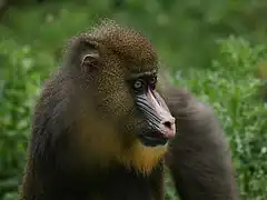 Mandrill (Mandrillus sphinx)