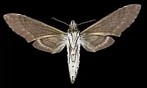 Manduca albiplaga ♂   △