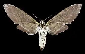 Manduca albiplaga  ♀ △