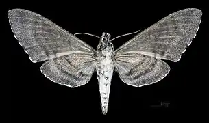 ♀  △