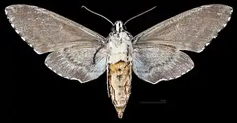 Manduca rustica calapagensis, ♀ △ Ventralansicht
