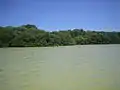 Seeufer der Mangrove