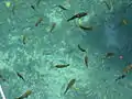 Fische in der Mangrove
