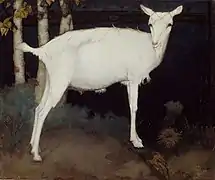 Jonge witte geit, 1914