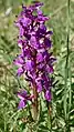Manns-Knabenkraut (Orchis mascula)