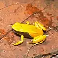 Mantella crocea
