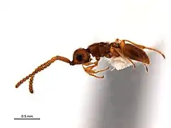Maoripria earlyi