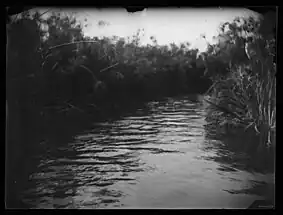Un marais en Italie, photographié par Gabrielle Hébert en 1893. On voit le lit d'une rivière bordée de papyrus.