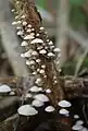 Ästchen-ZwergschwindlingMarasmiellus ramealis