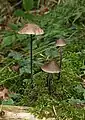 Saitenstieliger KnoblauchschwindlingMycetinis alliaceus