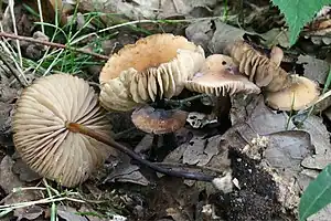 Hornstieliger SchwindlingMarasmius cohaerens