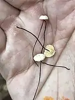 Eingetrocknete Halsband-Schwindlinge (Marasmius rotula)