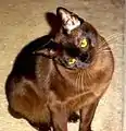 Burma-Katze mit Grundfarbe schwarz und dem Allel cb