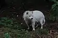 Marderhund