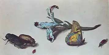 Iris mit 4 Käfern und einem Schmetterling,  	Aquarell, zwischen 1638 und 1657