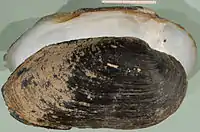 Familie Margaritiferidae (Flussperlmuscheln),  Margaritifera auricularia