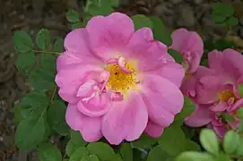 „Marguerite Hilling“