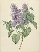 Zweig mit lila Flieder um 1800