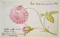 Lasierender Farbauftrag und Gegenstandsfarbe. Maria Sibylla Merian (1647–1717): Rose. Aquarell, 1675.