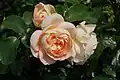‘Marie Antoinette’,Evers/Tantau, 2003