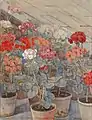 Aquarell Pelargonia im Gewächshaus, 1916