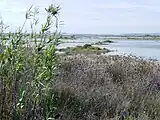 Marismas San Miguel