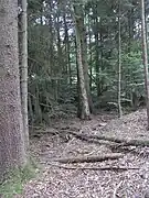 Im Nadelwald