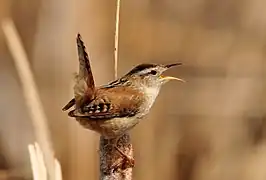 Sumpfzaunkönig (Cistothorus palustris)