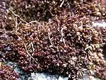 Marsupella profunda