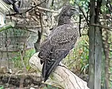 Kampfadler (Polemaetus bellicosus)