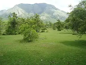 Panorama